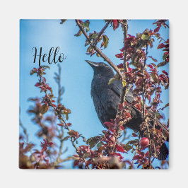 Imán Crow Says Hello 