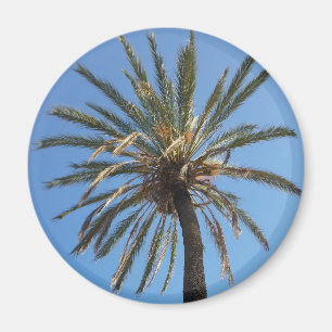 Imán crown of a palm tree