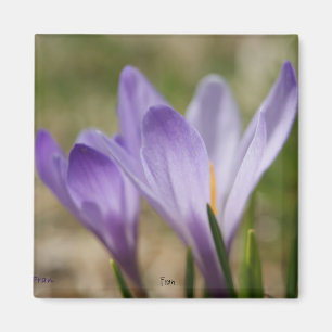 Imán cruces violetas salvajes