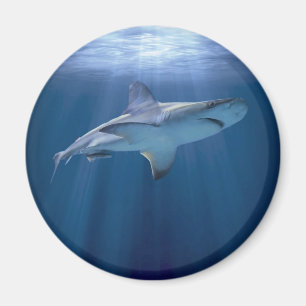 Imán Cruizando el tiburón