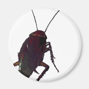 Imán Crunchy Cockroach