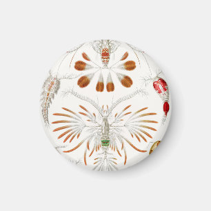 Imán Crustáceos de Vida Marina, Copepoda por Ernst Haec