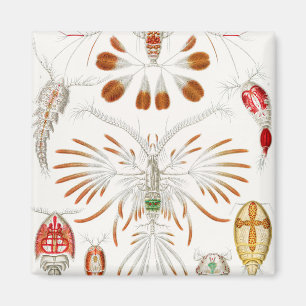 Imán Crustáceos de Vida Marina, Copepoda por Ernst Haec