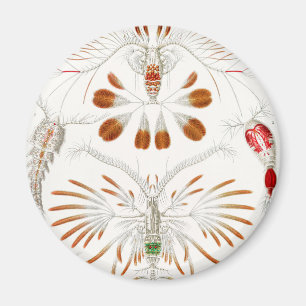 Imán Crustáceos de Vida Marina, Copepoda por Ernst Haec