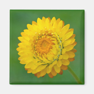 Imán cuadrado amarillo de Strawflower
