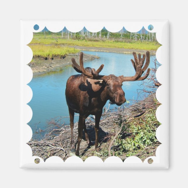 Imán cuadrado Bull Moose (Frente)