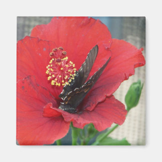 Imán cuadrado con mariposa en flor roja