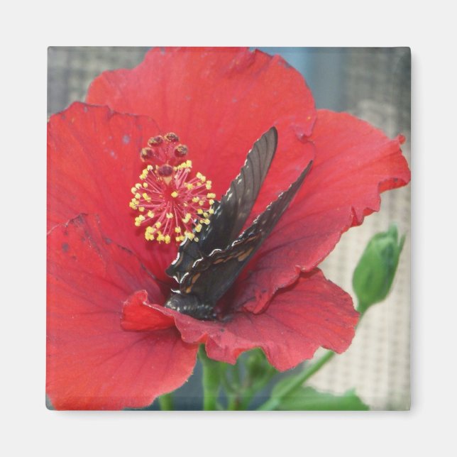 Imán cuadrado con mariposa en flor roja (Frente)