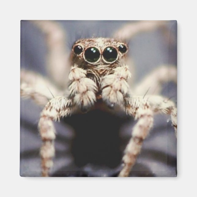 imán cuadrado de araña saltante (Frente)
