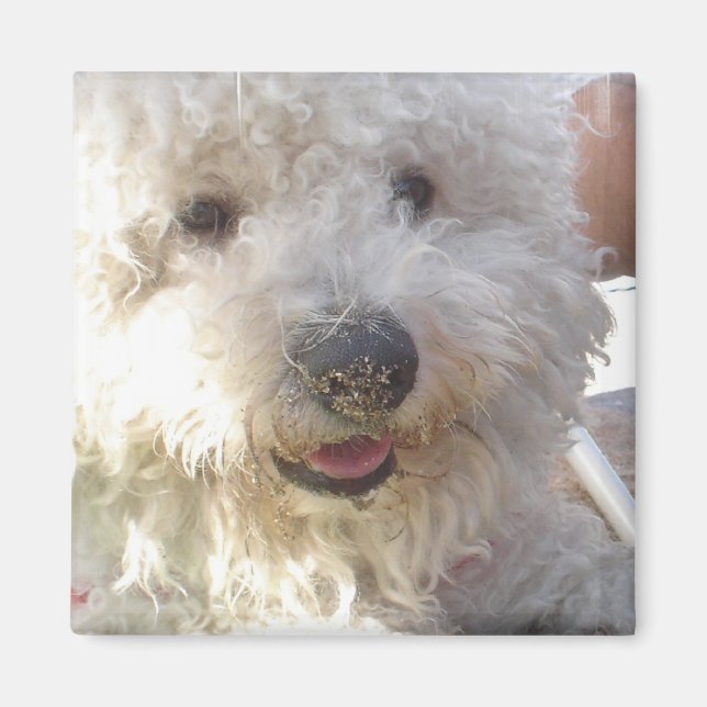 Imán cuadrado de Bichon Frise (Frente)