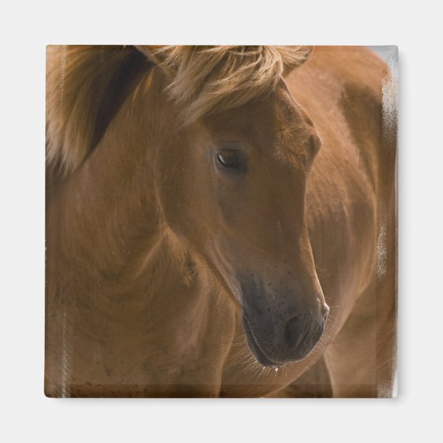 Imán cuadrado de diseño de caballos de castaño (Frente)