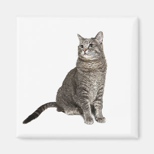 Imán cuadrado de gato abisinio