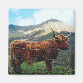 Imán cuadrado de Highland Cow - Fauna escocesa