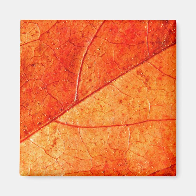 Imán cuadrado de hojas de otoño (Frente)