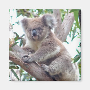 Imán cuadrado de la koala