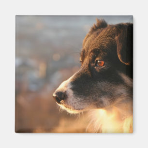 Imán cuadrado de las fotos del border collie