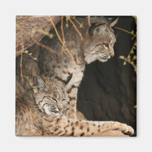 Imán cuadrado de las fotos del lince