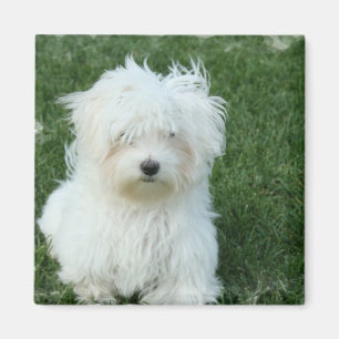 Imán cuadrado de los perritos malteses