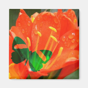 Imán cuadrado de mariposa de flor de naranja