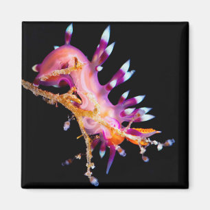 Imán cuadrado de Nudibranch