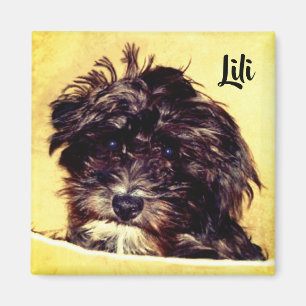 Imán cuadrado de perro Schnoodle