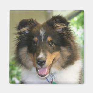 Imán cuadrado de Sheltie