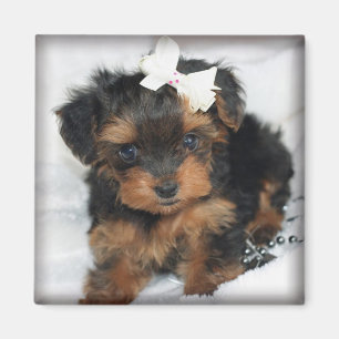 Imán cuadrado de Yorkie-Poo