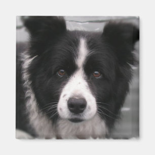 Imán cuadrado del border collie