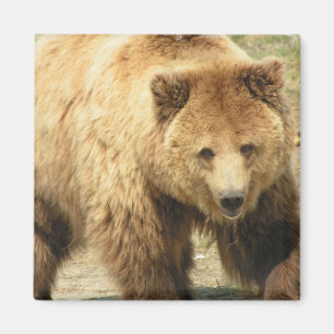 Imán cuadrado del oso grizzly