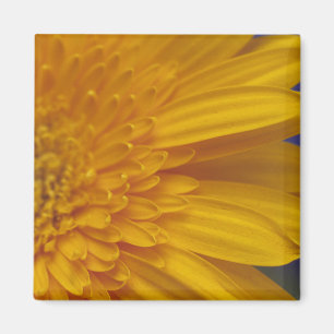 Imán cuadrado feliz de Gerber