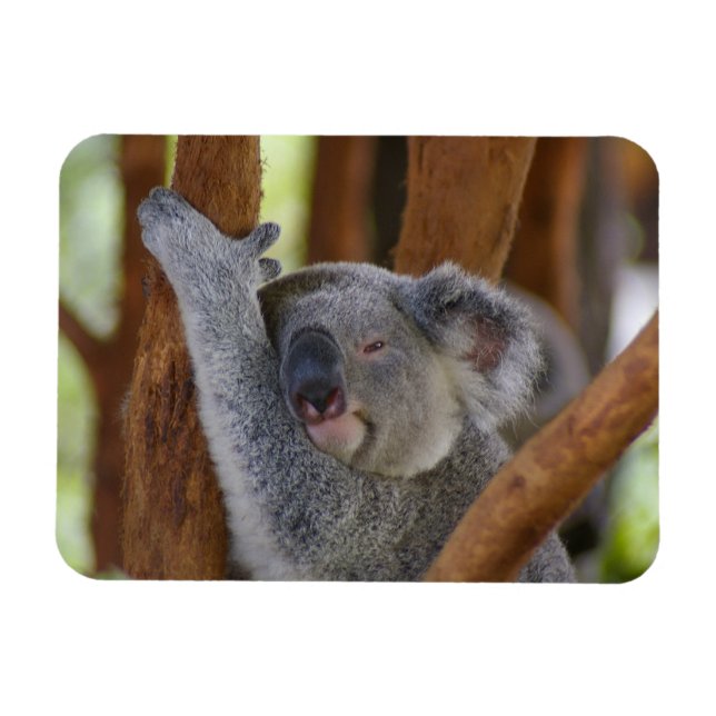 Imán Cuadridículamente Koala Photo Magnet (Horizontal)