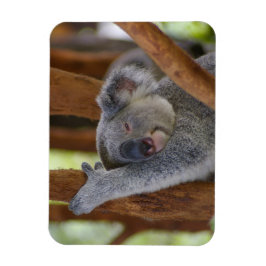Imán Cuadridículamente Koala Photo Magnet