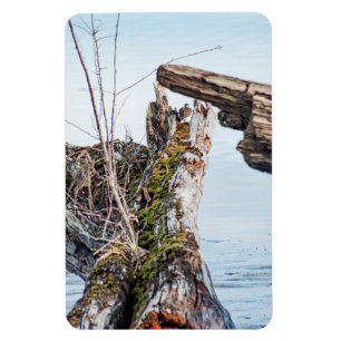 Imán Cuadro de visualización