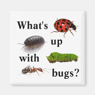 Imán ¿Cuál está para arriba con los insectos? el im