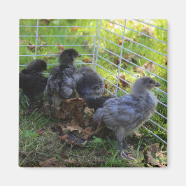 Imán Cuál está para arriba - extremo del pollo