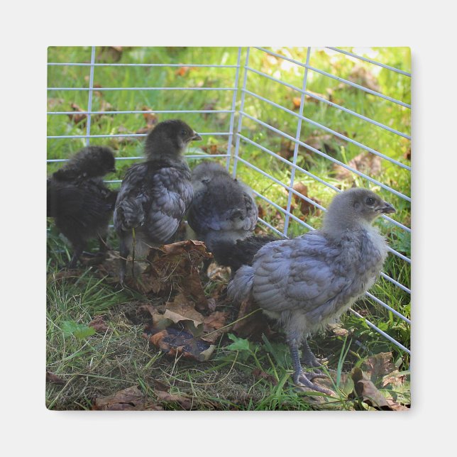 Imán Cuál está para arriba - extremo del pollo (Frente)