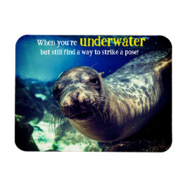 Imán Cuando eres un león marino