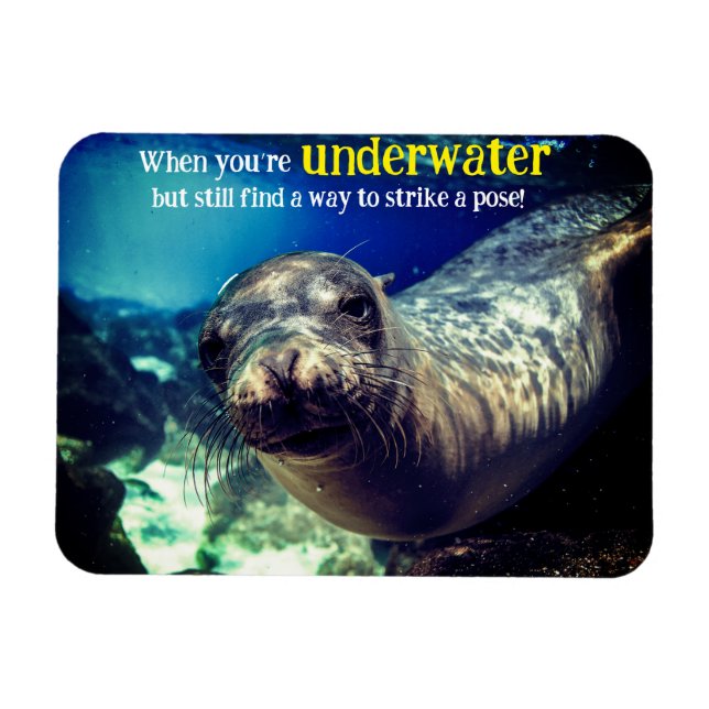 Imán Cuando eres un león marino (Horizontal)