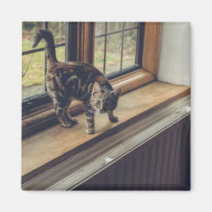 Imán ¿Cuánto cuesta ese Kitty en la ventana?