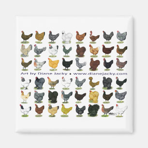 Imán Cuarenta y ocho Hen Promo