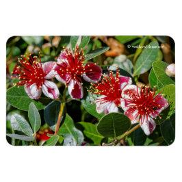 Imán Cuarteto de guayaba de piña / flores de guavastín