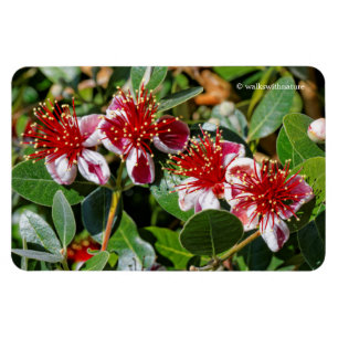 Imán Cuarteto de guayaba de piña / flores de guavastín
