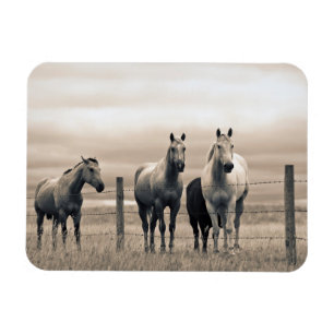 Imán Cuartos De Caballos En La Prairie Canadiense