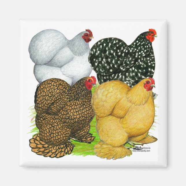 Imán Cuatro Cochin Hens (Frente)