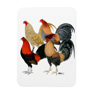 Imán Cuatro gallos de pelea