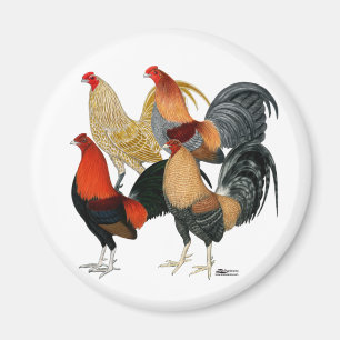 Imán Cuatro gallos de pelea