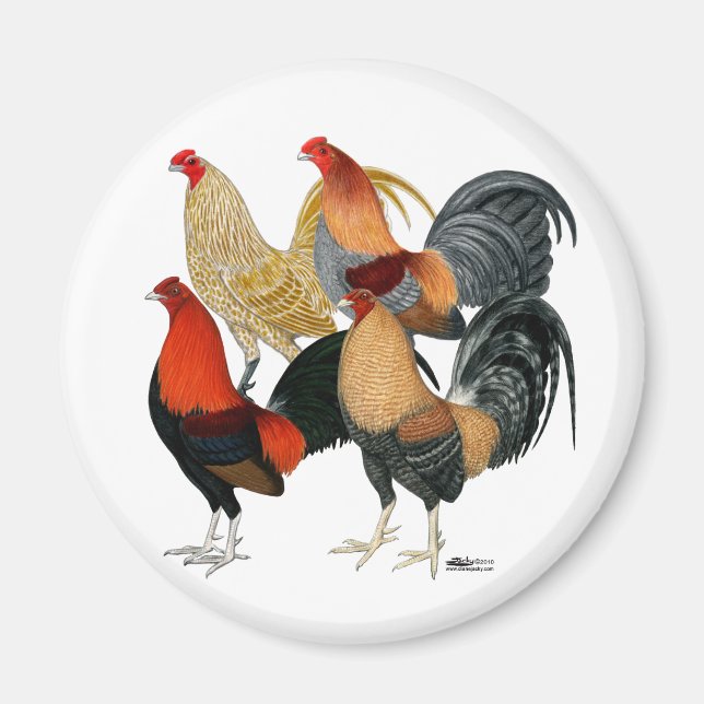 Imán Cuatro gallos de pelea (Frente)