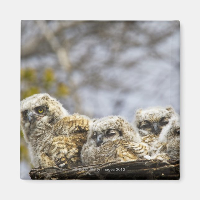 Imán Cuatro grandes lechones (Bubo Virginianus) (Frente)