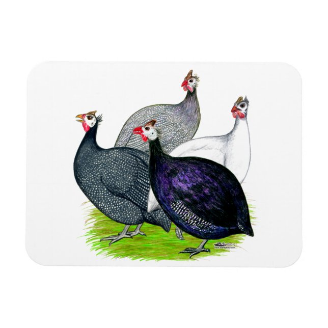 Imán Cuatro Guineas (Horizontal)