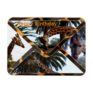 Imán Cuatro jirafas Sobre Un Sobre De Girafa, Magnet